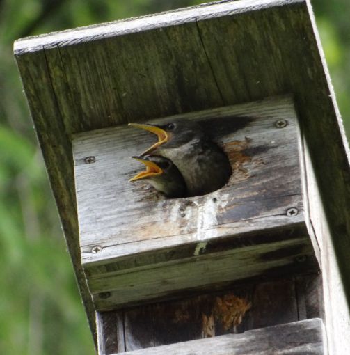 Vogelkasten_Kontakt